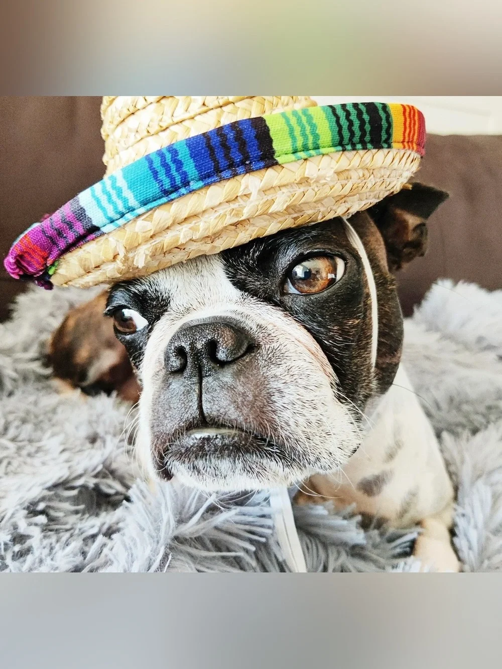 League Dog Sombrero Hat - Like New Excellent Condition